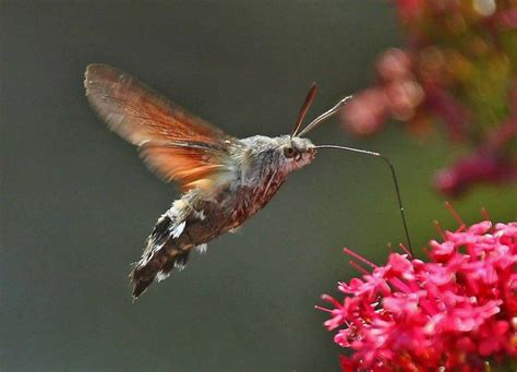 Hummingbird Hawk Moth Hawk Moth Moth Hummingbird Moth