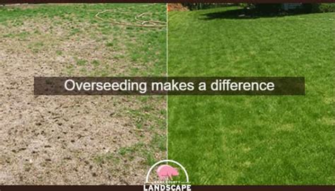 Fall Best Time To Overseed Your Lawn — Kane County Landscape Materials