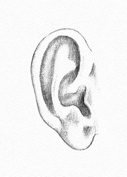 Learn How To Draw Paintings Portraits Pencil Portraits Drawing The Ear