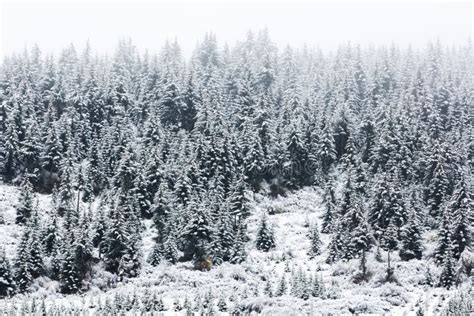 Snowy Spruce Forest Stock Image Image Of China Mountain 48212307