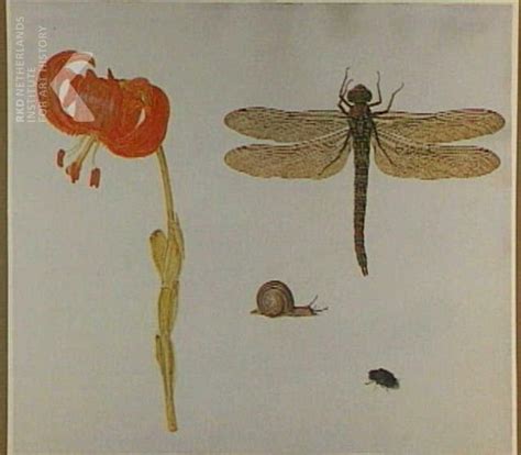Explore Circle Of Herman Henstenburgh Insect Art Insects Art
