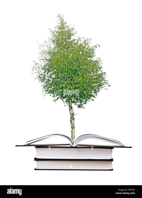 Birch Tree Growing From Book Stock Photo Alamy