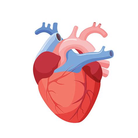 Download High Quality Clipart Heart Real Transparent Png