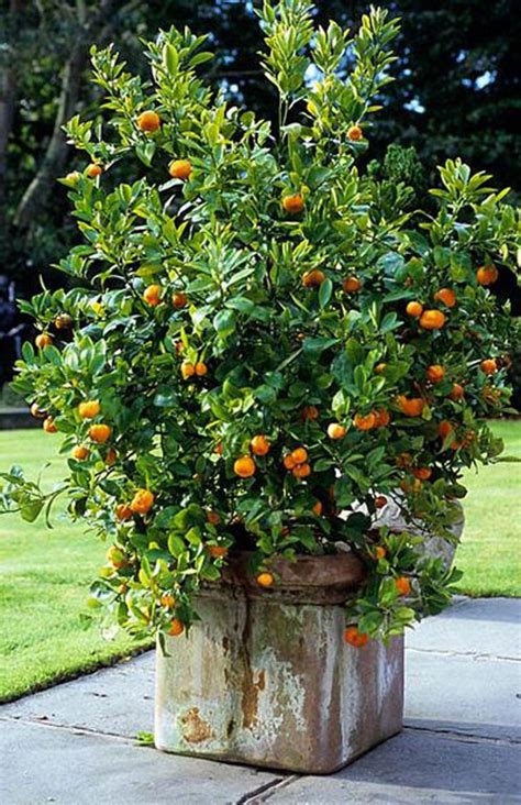 Fruit In Garden Planters