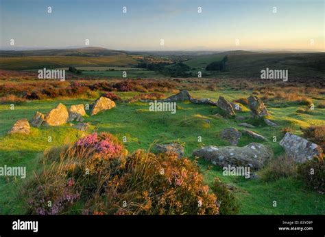 A Small Stone Circle Surrounded By Wild Heather In Full Bloom At