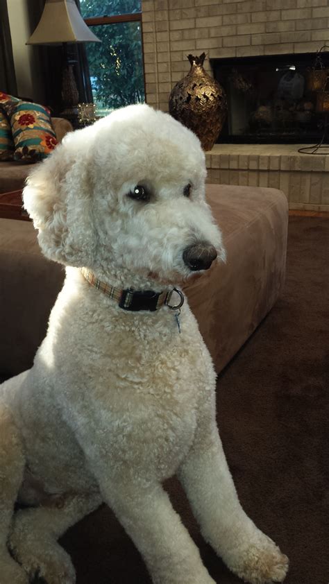 Pin By Melissa Peterson On Poodles Poodle Puppy Standard Poodle