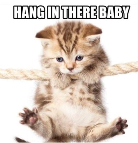 Pin By Sonia Leanos On Katter Hang In There Cat Cat Memes Cats