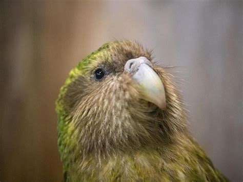 25 Weird Birds You Never Knew Existed Always Pets