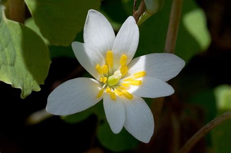 We are a family owned and operated flower shop in rochester, mn started by my grandpa jerry nearly 45 years ago. Images Of Florida State Flower | Top Collection of ...