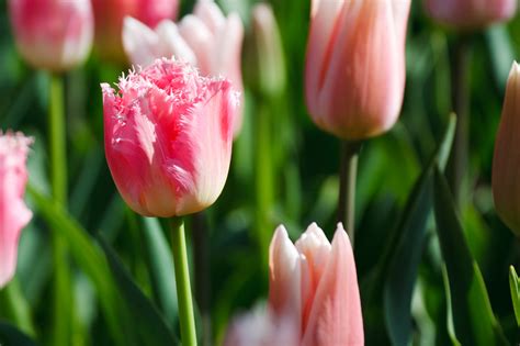 Pink Tulip Free Stock Photo Public Domain Pictures