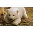 White Animal Bear Baby Close Up Face  HD Wallpapers