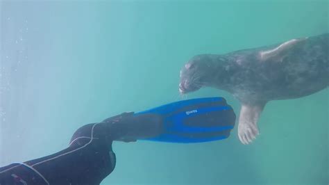 Swimming With Seals Scilly Youtube