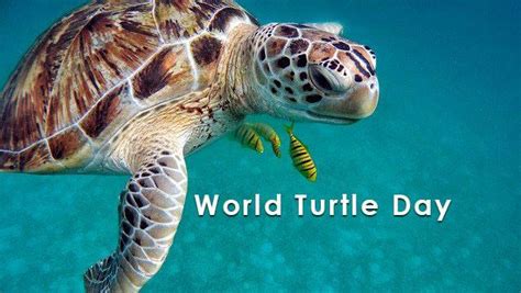 World Turtle Day History Celebration And Themes Earth