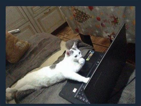 Cat Computer Blank Template Imgflip