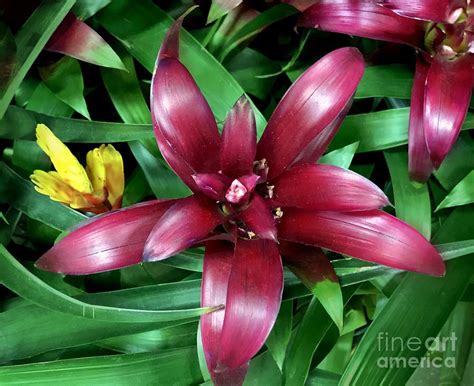 Bromeliad Photograph Cherry Color Bromeliads By Sofia Goldberg