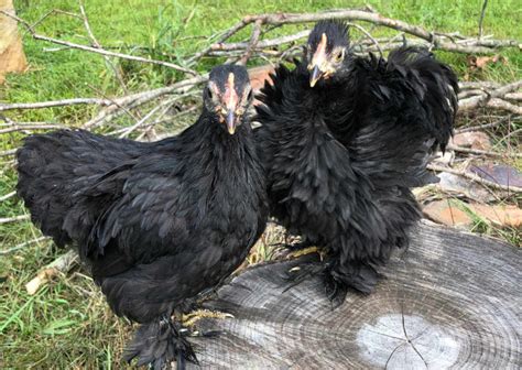 The frizzle chicken is of broad feathers, long and hairy. Frizzle Chicken: Breed, Treatment, and Reasons To Love It