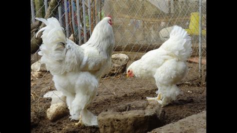 Chicken Breeds White Brahma White Splash Brahma Agrokotagr