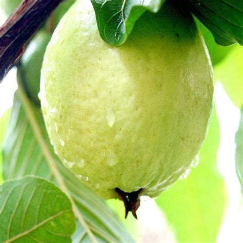 Guava Lucknowgrafted 49 Fruit Plants And Tree Exotic Flora