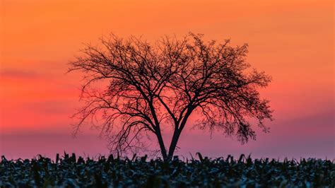 Tree Branches During Sunset In Colorful Sky Background 4k Hd Nature