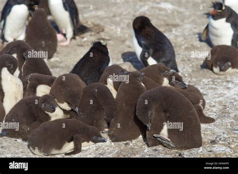 Rockhopper Penguins With Chicks At Their Nesting Site On The Cliffs Of Bleaker Island In The