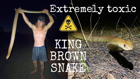 Encountering A Huge King Brown Snake Youtube