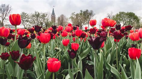 Ottawa Tulips Bing Wallpaper Download