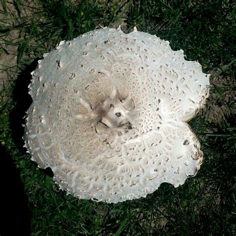 Can Anyone Identify These Big White Mushrooms Mushroom Hunting And