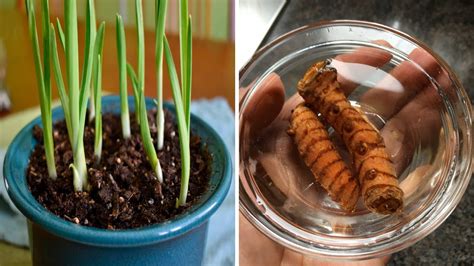 How To Plant And Grow Ginger Garlic And Turmeric At Home Youtube