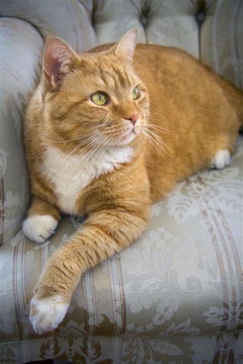 Tabby cat personality adoption video. Facts on Orange Tabby Cats | Cuteness | Orange tabby cats ...