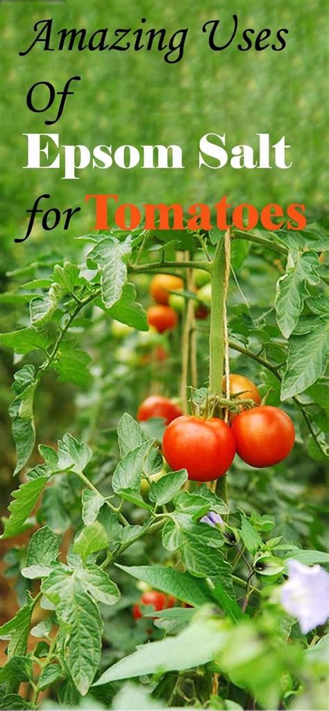 Epsom Salt For Tomatoes 3 Uses