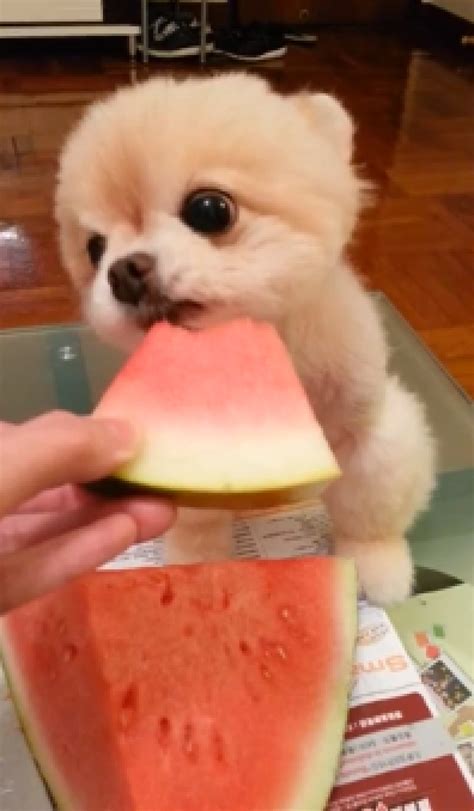 Cute Dog Eats Watermelon In A Minute Of Pure Bliss Video Huffpost