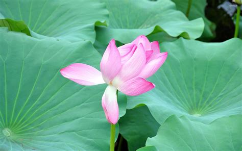 Pink Lotus Between The Leaves Wallpaper Flower Wallpapers 53064