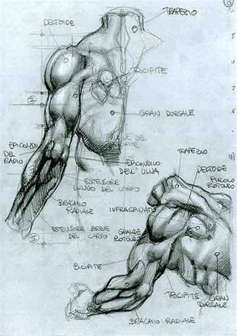 Male Anatomy Art Male Anatomy Diagram Front View Male Skeleton