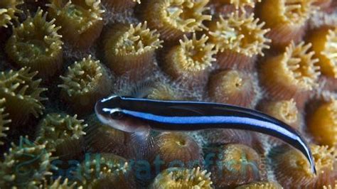 Blue Neon Goby Pacific Mac Certified Size 1 2 Inches For Sale