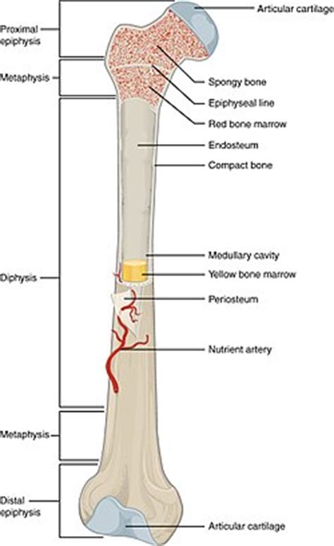 Bone diagram labeled | creative labels {label gallery} get some ideas to make labels for bottles, jars, packages, products, boxes or classroom activities for free. Long bone - Wikipedia