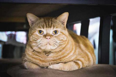 15 Best American Cat Breeds Foreblog