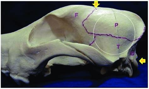 Occipital Tuberosity In A Dog