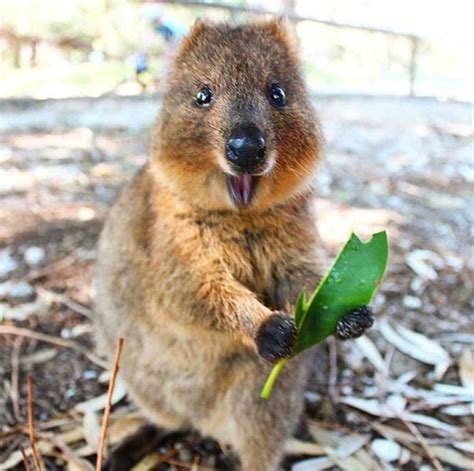 30 Funny Quokka Pictures That Will Make You Book A Flight To Australia