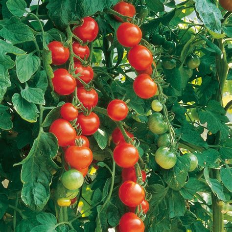 Top 10 Varieties Of Tomato For Short And Long Growing Seasons