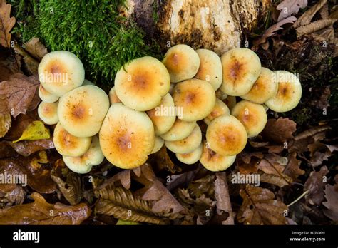 Cluster Of Fungi High Resolution Stock Photography And Images Alamy