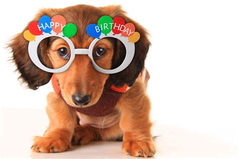 5 Ways To Celebrate Your Dogs Birthday Paws N Pups