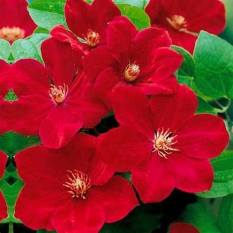 Looking for the best plant supports to keep your garden plants healthy? 25 Bright Red Clematis Seeds Perennial Giant Flower Garden ...