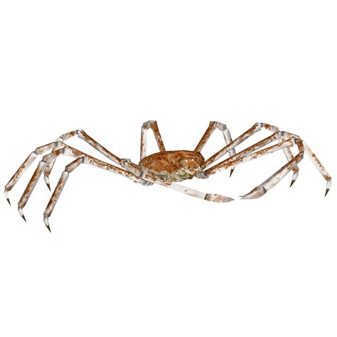 Boasting a leg span of 13 feet and an average weight of 40 pounds, the giant japanese spider crab is the largest crab in the world. Category:Crustaceans | ZT2 Download Library Wiki | Fandom