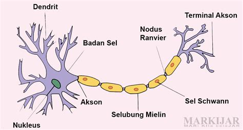 Neuron Sel Saraf Pengertian Struktur Jenis Dan Fungsi Riset