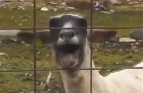 Goat Screaming By Xentimus Sound Effect Meme Button Tuna