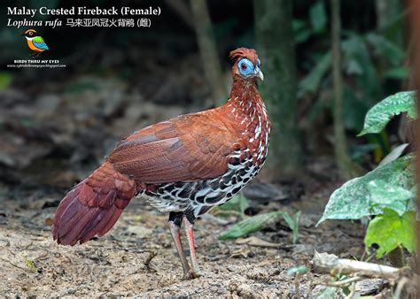 Female Malay Crested Fireback Lophura Rufa 马来亚凤冠火背鹇 雌 Flickr