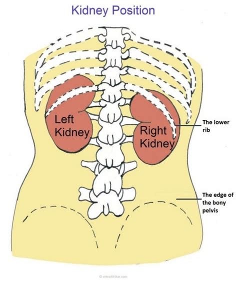 Kidney Location Diagram