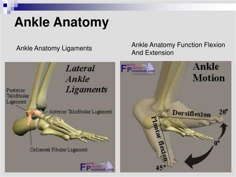 Ppt Disorders Of The Ankle And Foot Powerpoint Presentation Free