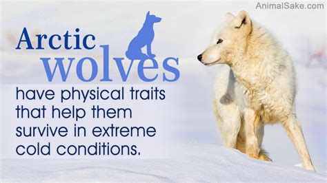 Arctic Wolf Facts Animal Sake
