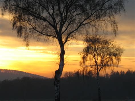 Two Birch Trees In The Sunset Cc0photo